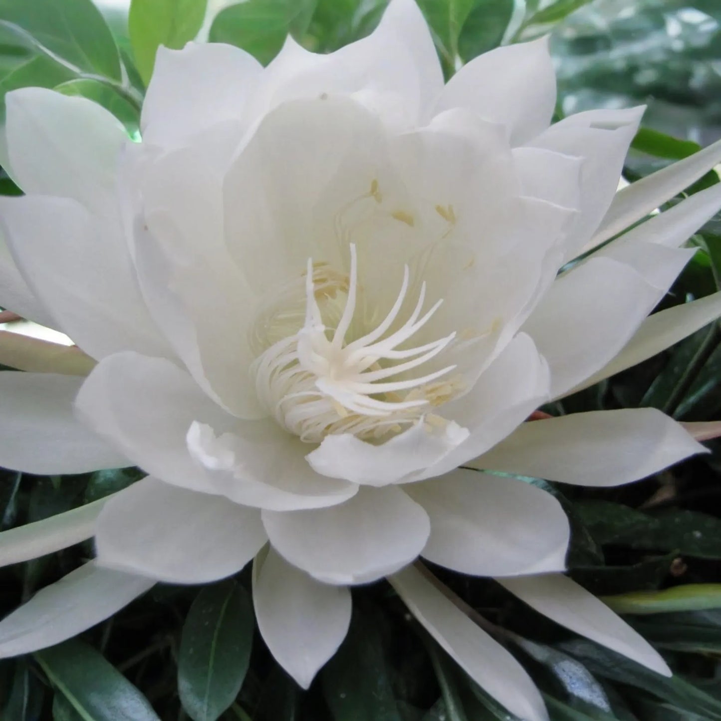 Unrooted Cutting 8" Epiphyllum Oxypetalum Fragrant Orchid Cactus Cereus