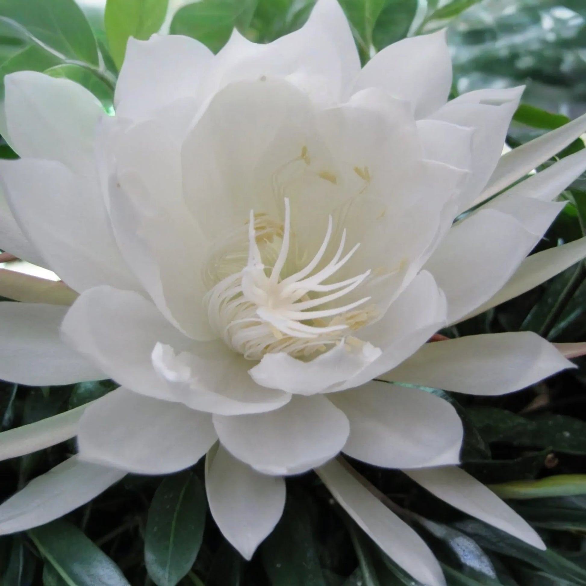 Unrooted Cutting 8" Epiphyllum Oxypetalum Fragrant Orchid Cactus Cereus
