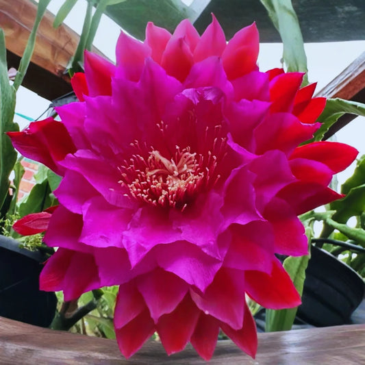 Epiphyllum Cutting X-Large Purple Flower 8" Long Orchid Cactus Succulent Plant