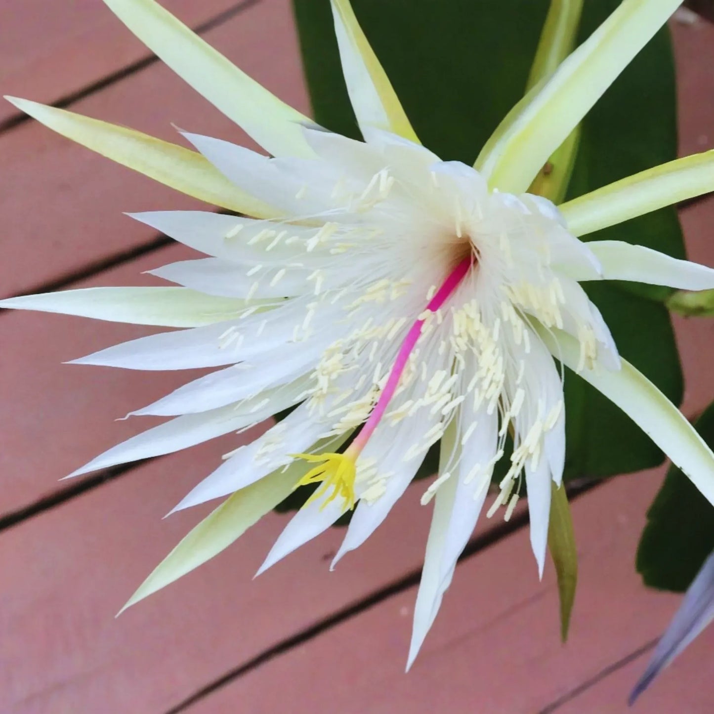 Epiphyllum Hookeri Strictum Cutting | Orchid Cactus Succulent | White Flower