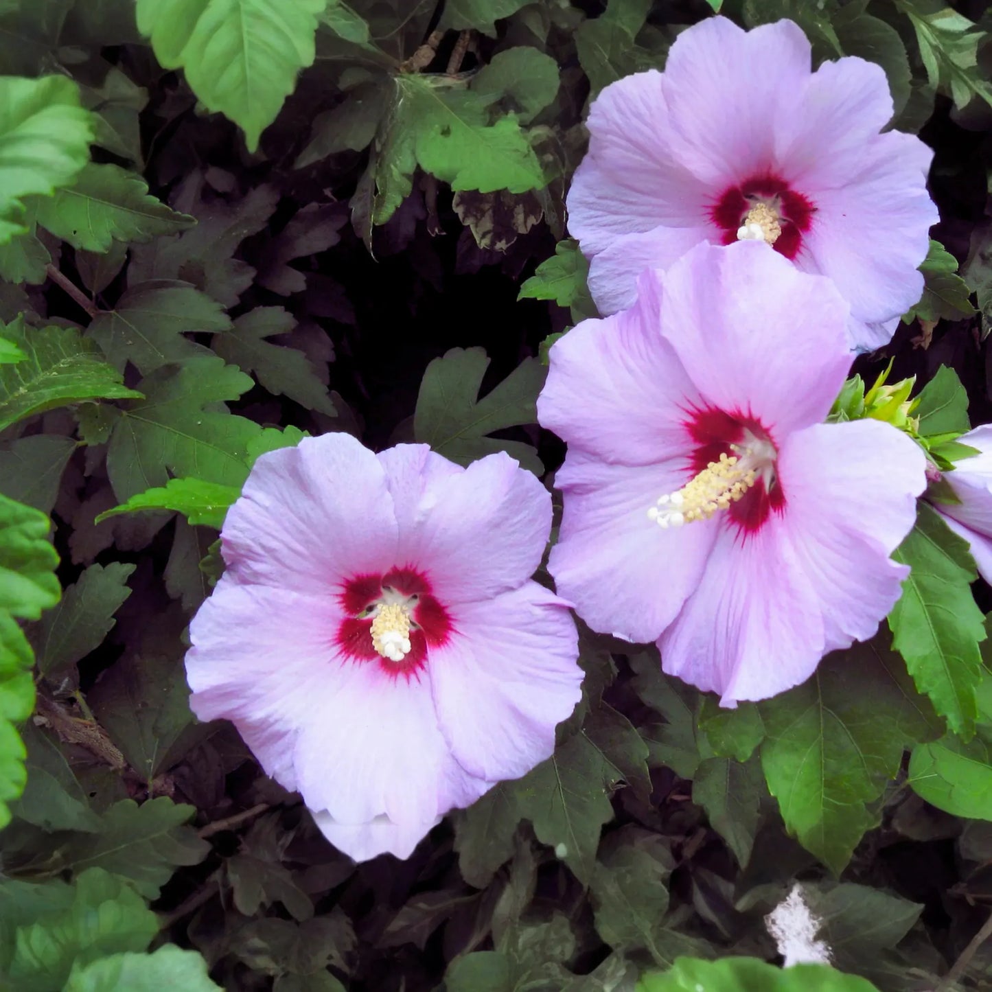 Unrooted Cuttings Rose-of-Sharon 5 Pack Lavender Double Hibiscus syriacus Bush/Shrub/Tree