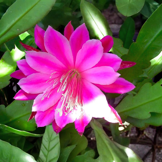 Epiphyllum Unrooted Cutting 8" Long Orchid Cactus Succulent X-Large Purple Flowering Plant