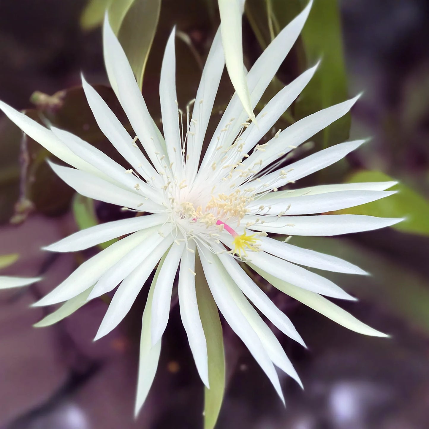 8" Epiphyllum Hookeri Strictum Orchid Cactus - Succulent Plant for Indoor Gardening
