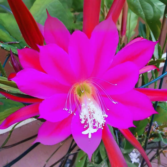 Epiphyllum Unrooted Cutting Orchid Cactus Succulent, Giant Fuchsia, Cereus