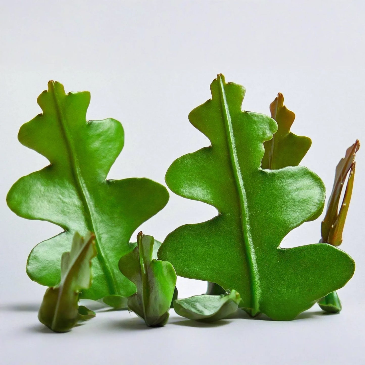Ric Rac Cutting 6" Orchid Cactus, Fish Bone Succulent (Cryptocereus anthonyanus)