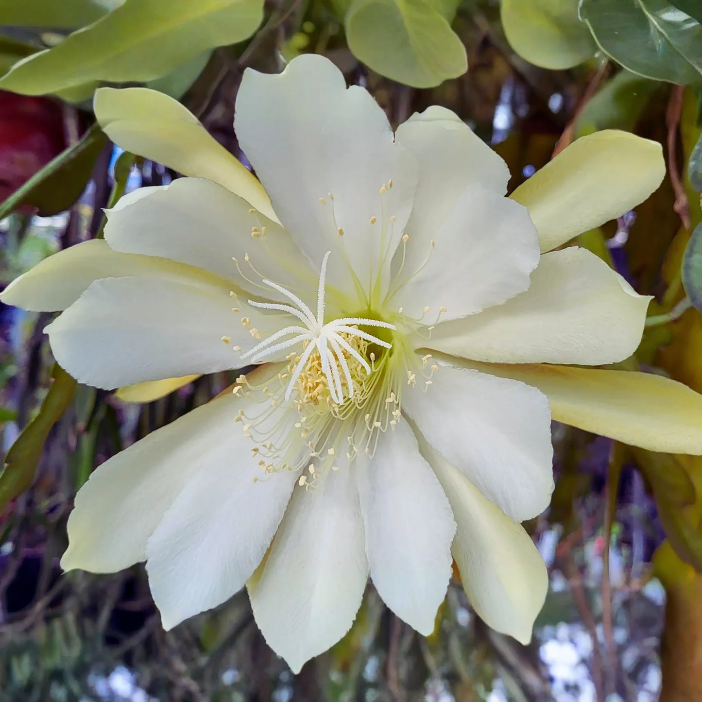 Epiphyllum Crenatum Cutting 8" Orchid Cactus Succulent Chichicastenango