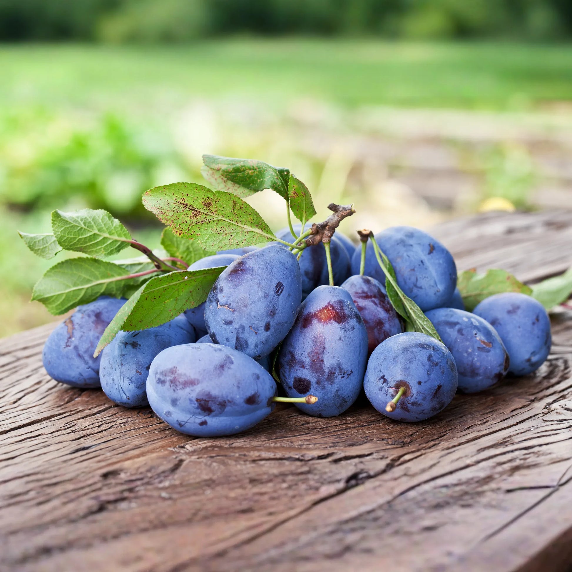 Plum Kernel Oil - Organic