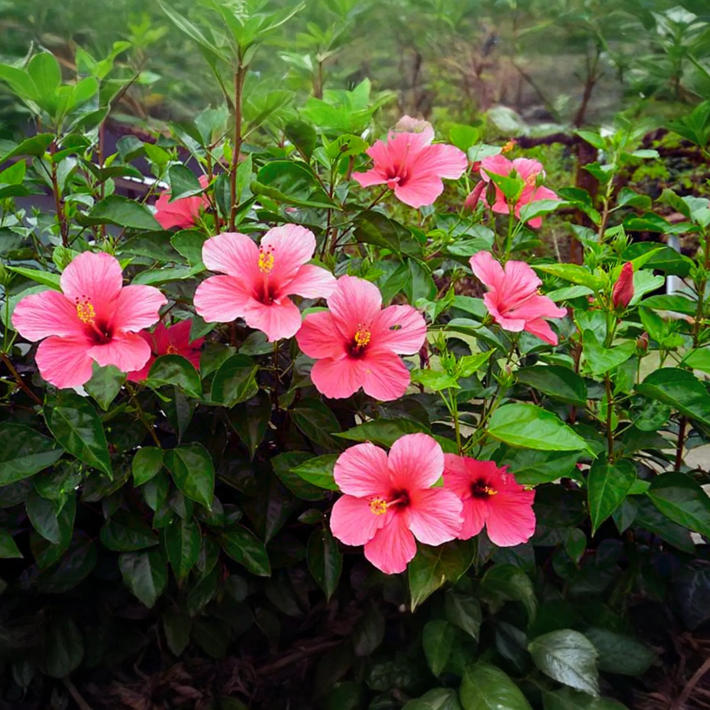 Hibiscus Cuttings 8" Stems Hawaiian Pink Branches Bush Shrub Tree (Hibiscus rosa-sinensis)