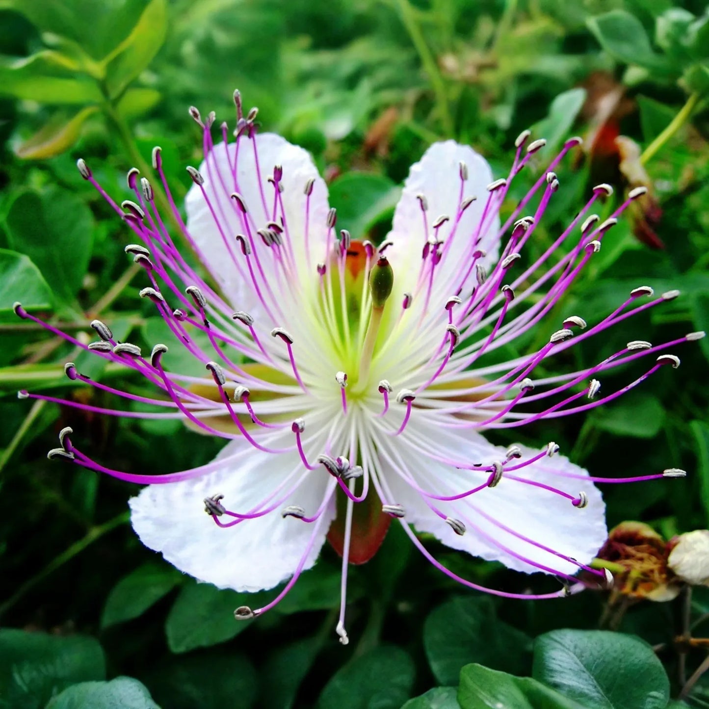 Caper Bush Seeds 20 PCS, Capparis Spinosa, Perennial Flowering Plant, White Flowers, Edible Caper Berries, USDA Zones 9-11