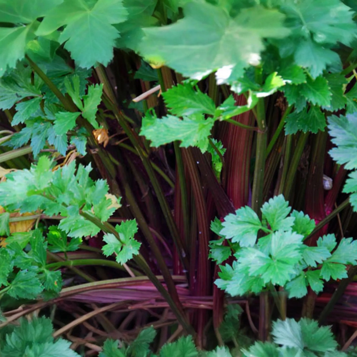 Redventure Celery Seeds - 150 Seeds - Open-Pollinated Vegetable - Apium graveolens - Home Gardening