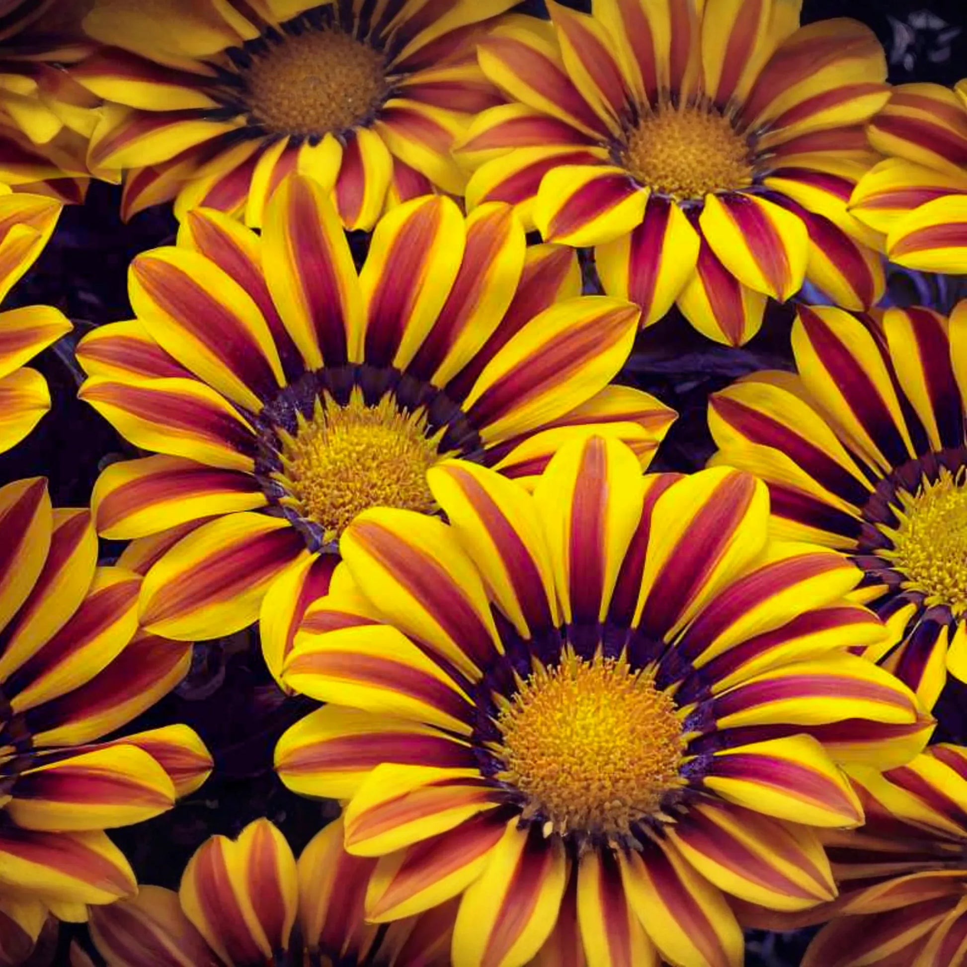 Gazania Seeds 25 Count Kiss Orange Flame, Annual Flower, Gazania rigens, Bright Orange with Red Stripes, US Seller