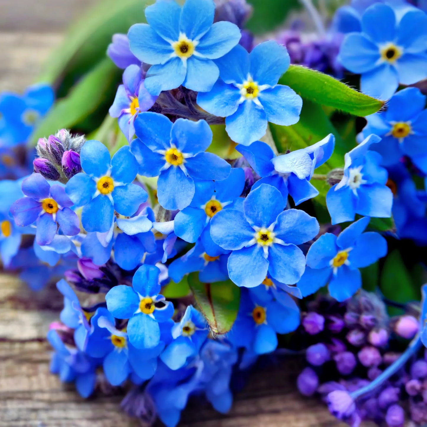 60 PCS Forget-Me-Not Flower Seeds, Blue & Rose Mix, Myosotis spp., Perennial Garden Blooms