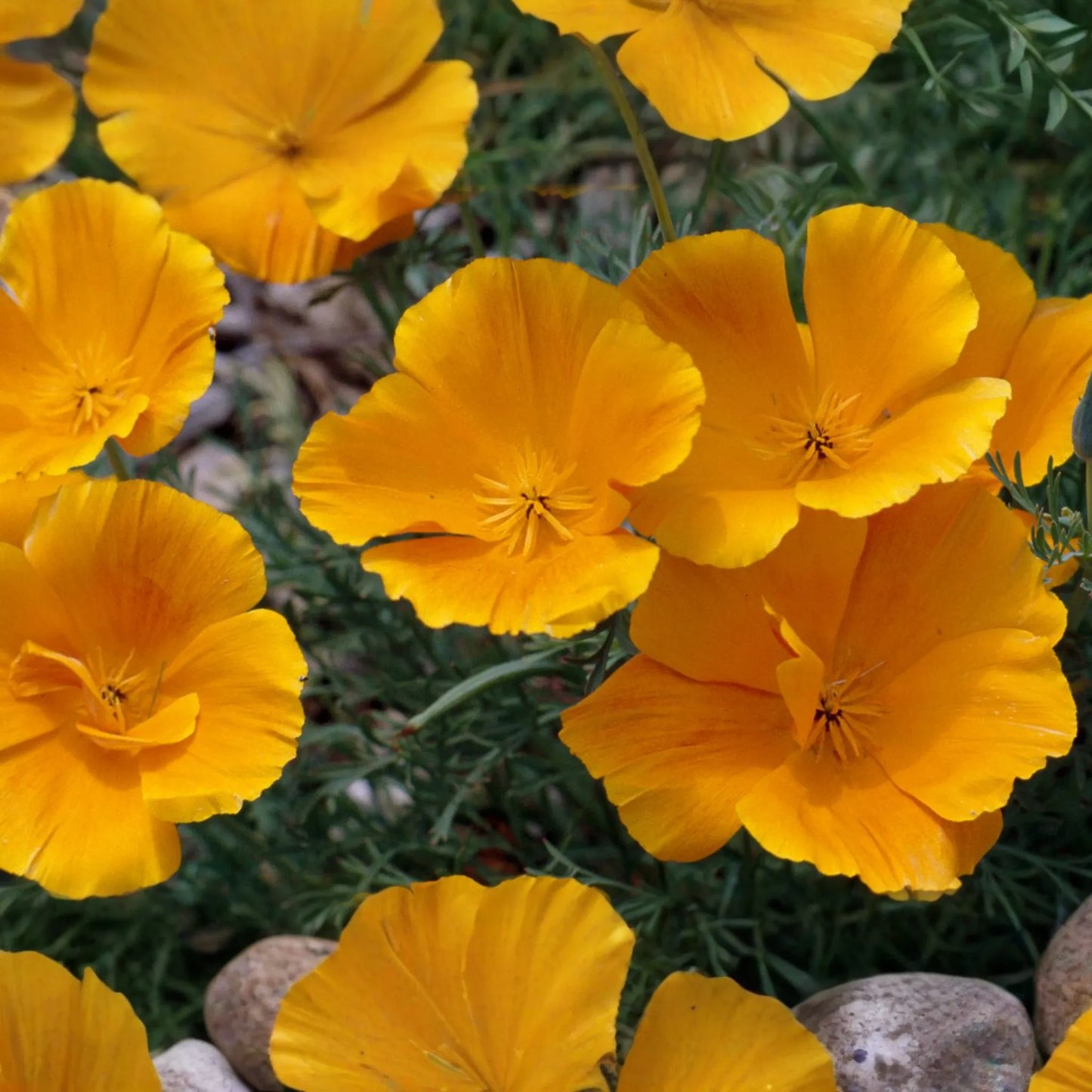 California Poppy Seeds - 30 Seeds Golden Thai Silk (Eschscholzia californica) - Dwarf Double, Apricot Chiffon, Home Garden