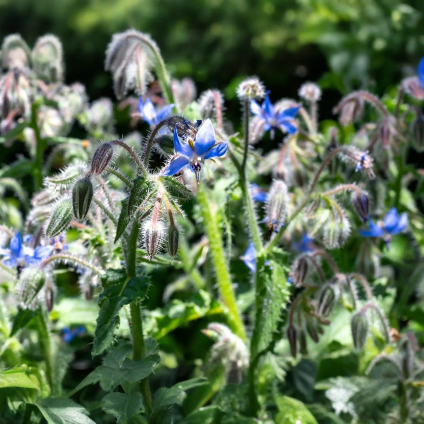 Borage Herb Seeds 50+ Seeds Organic Heirloom Blue Flowers Borago Officinalis 24 Inch Annual Garden Plant