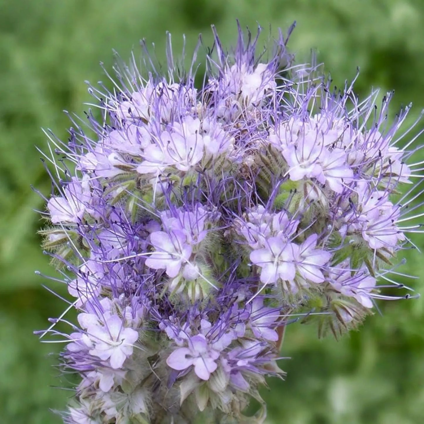 500 Seeds Lacy Phacelia Purple Tansy Flower Seeds Phacelia tanacetifolia for Home Gardening, Insectary Plant, Pollinator Friendly