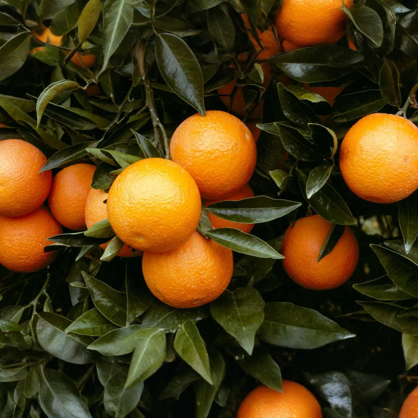 Citrus Orange Seeds - 20 PCS Big Sweet Fruit Seeds (Citrus sinensis) for DIY Home Gardening, Perennial, Outdoor Use
