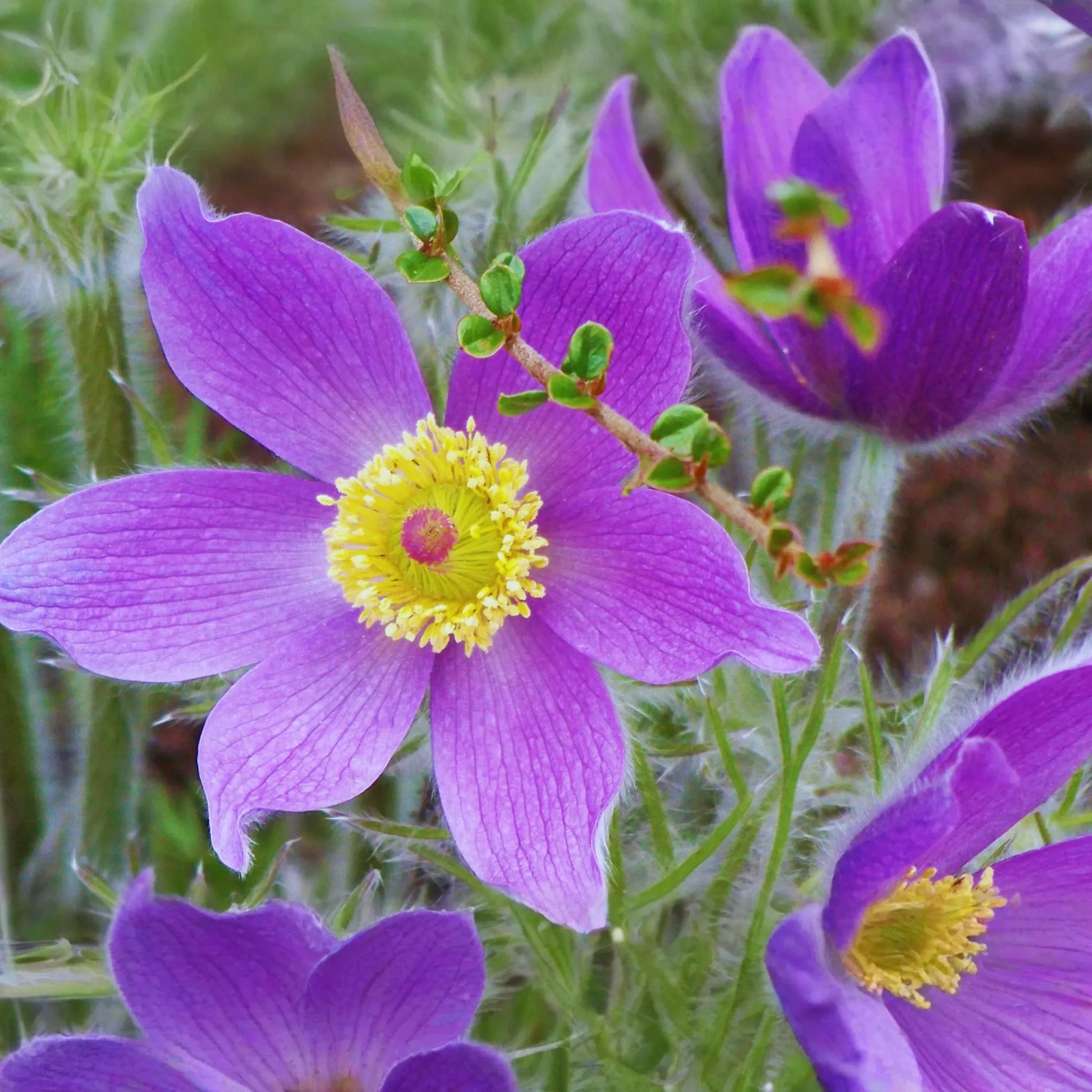 Pasque Flower Seeds, 35 Count, White, Anemone Pulsatilla Vulgaris, Perennial, Spring Bloom, Drought Tolerant Gardening