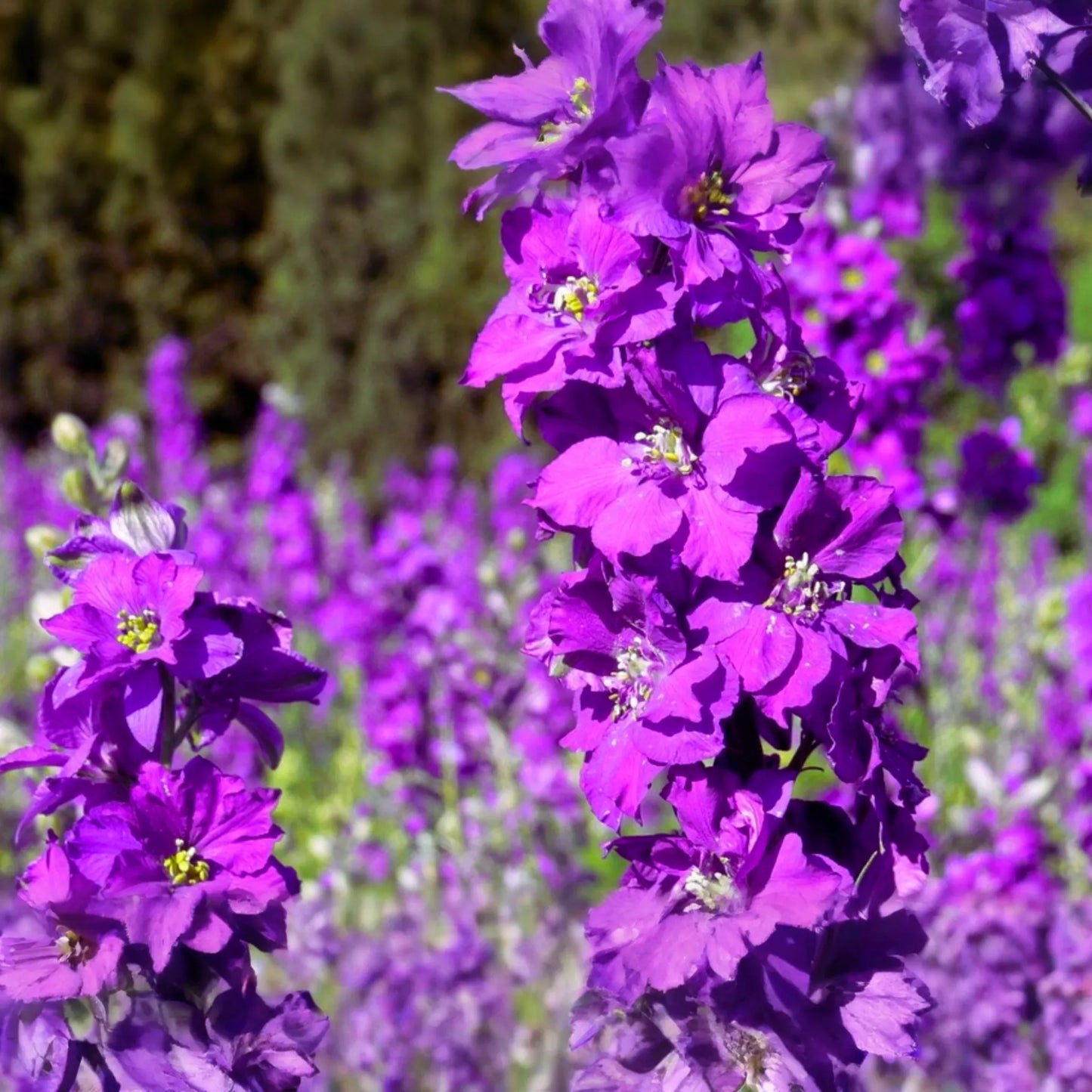 Verbascum Seeds - 300 PCS Mix Colors, Verbascum Phoenicium, Purple Mullein, Perennial Flower Seeds for Garden