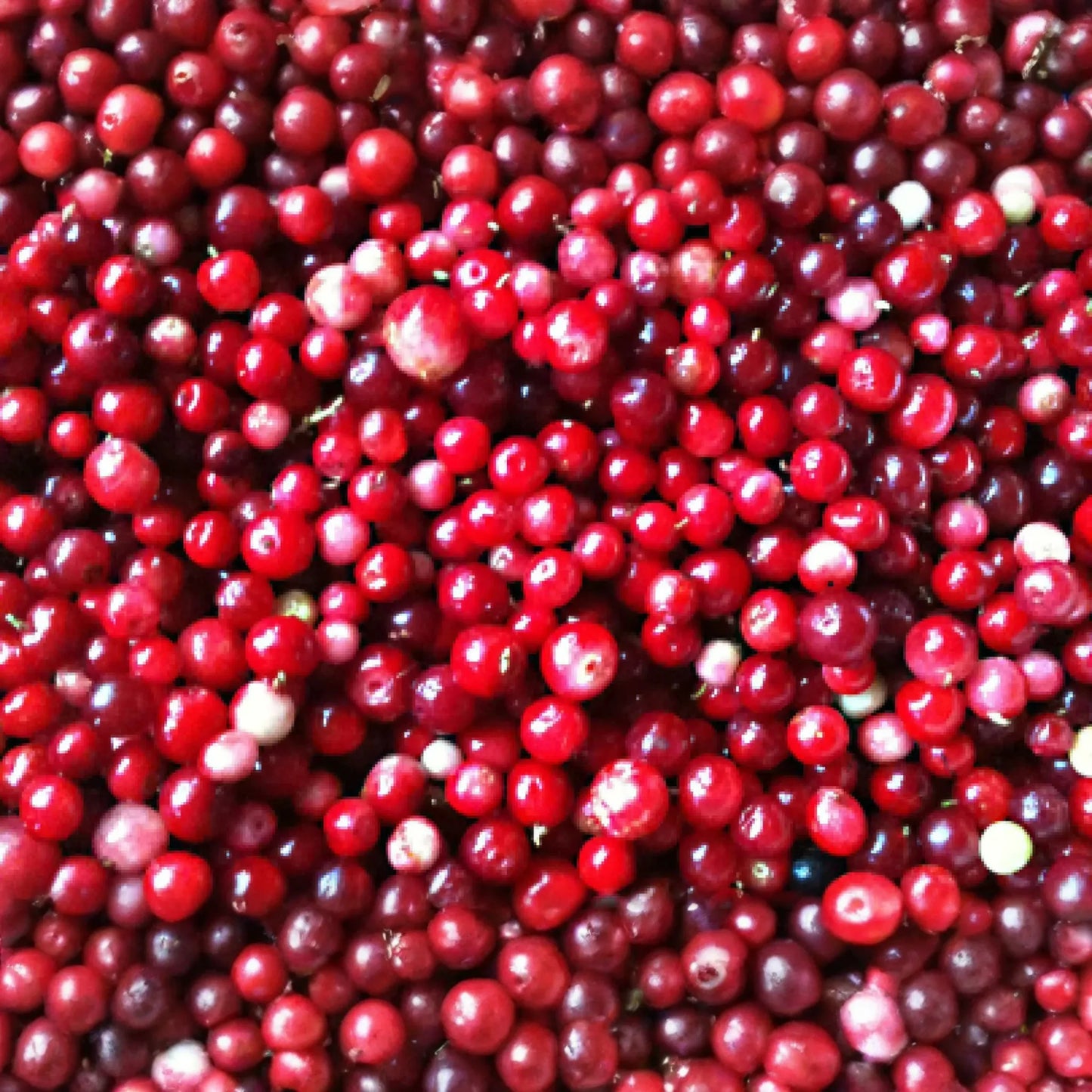 Mountain Cranberry Seeds, 50 PCS, Vaccinium Vitis-idaea, Edible Fruit, Perennial, USDA Zones 2-7, Full Sun, Pink Bloom