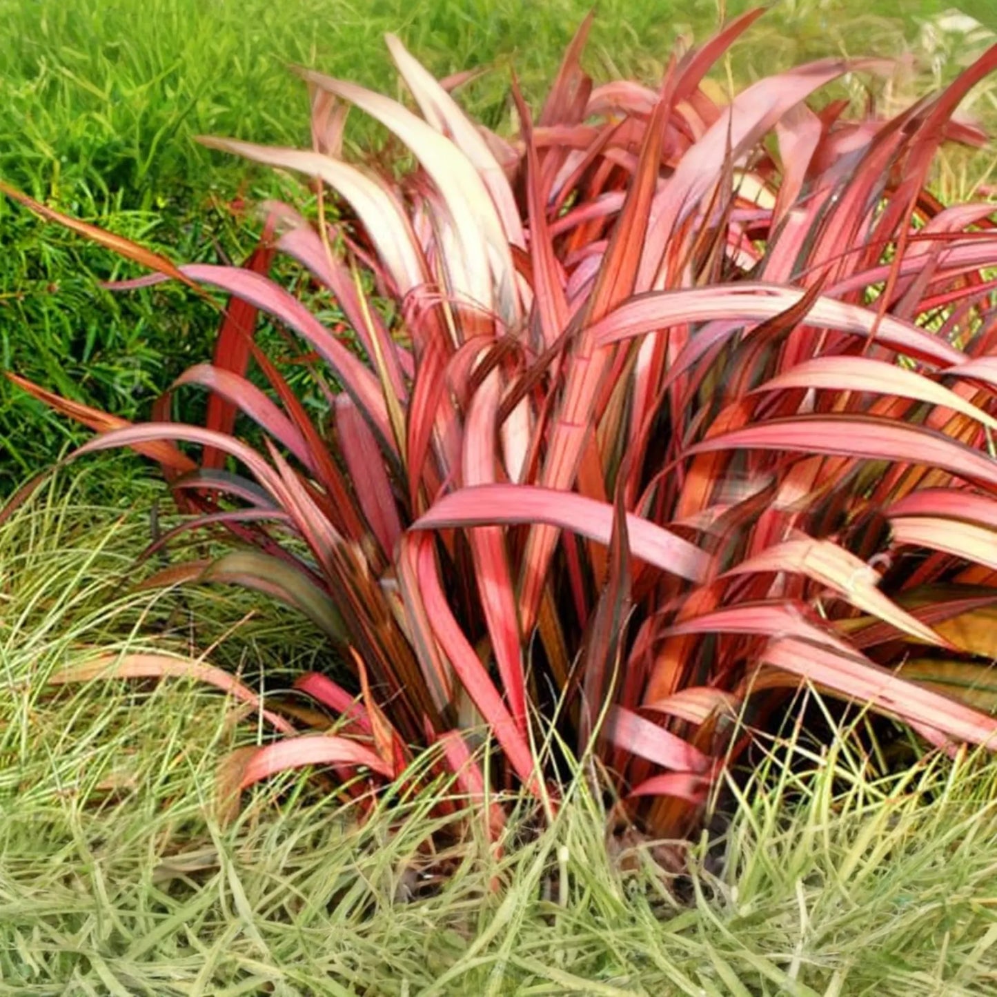 Phormium Seeds - Purpureum 15 PCS - New Zealand Flax, Purple Foliage, Ornamental Grass, Phormium tenax