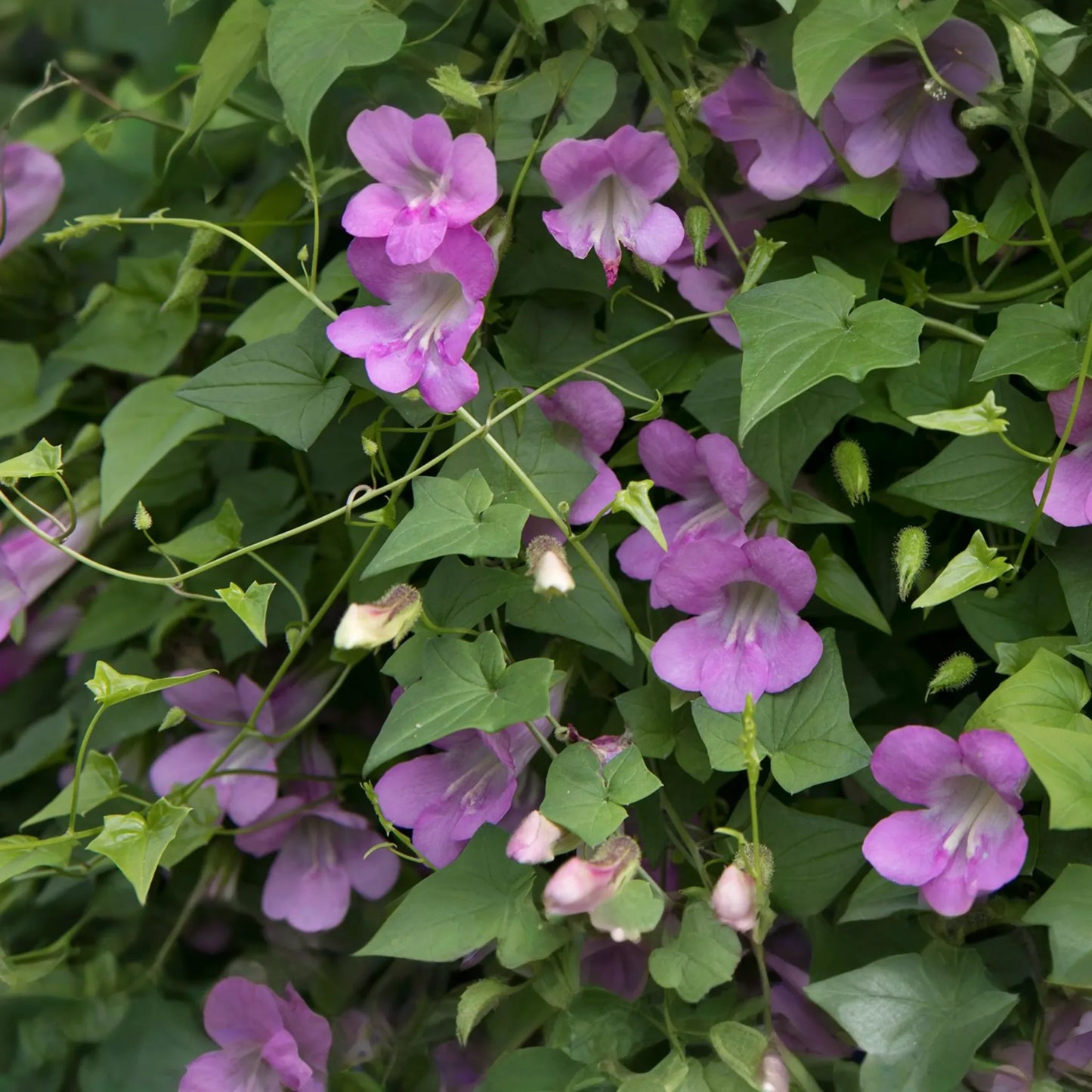 Climbing Snapdragon Seeds 25 PCS Violet Perennial Vine Asarina Scandens - Twining Flower Seeds for Garden Trellises