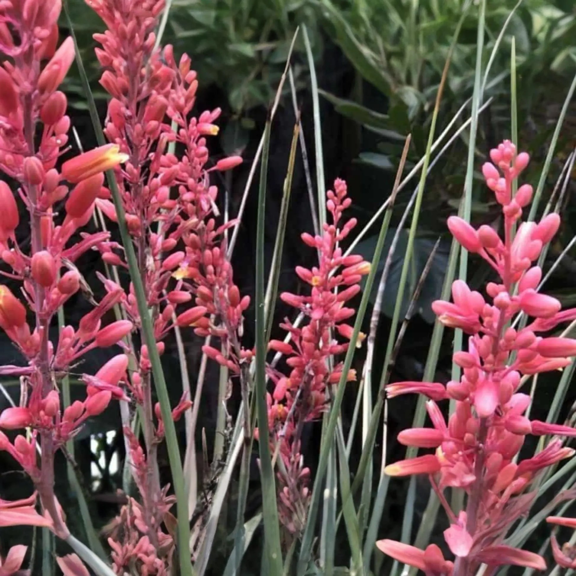 Hesperaloe Parviflora Seeds - 50 PCS Red Yucca - Heat Tolerant, Low Water, Full Sun - Texas Origin