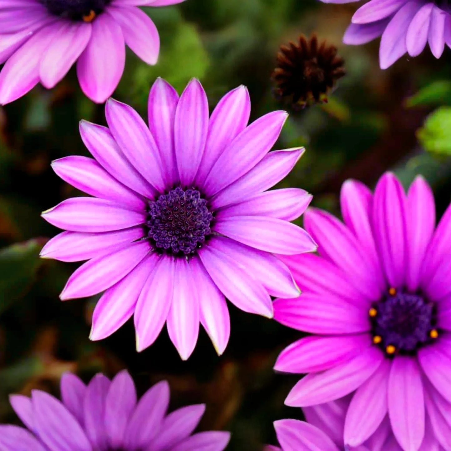 Osteospermum Flower Seeds, 40 PCS, Mixed Colors, Perennial Garden Seeds, Daisy-Like Blooms, Easy to Grow