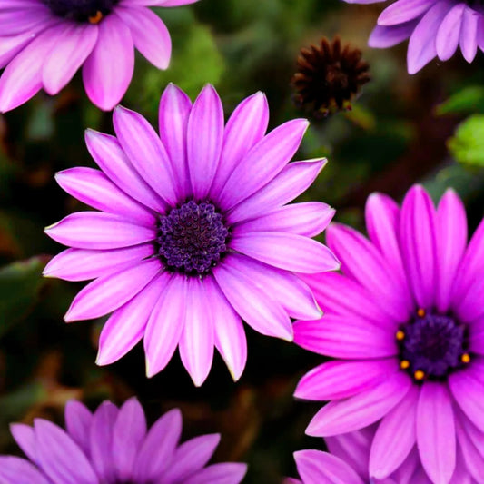 Osteospermum Flower Seeds, 40 PCS, Mixed Colors, Perennial Garden Seeds, Daisy-Like Blooms, Easy to Grow