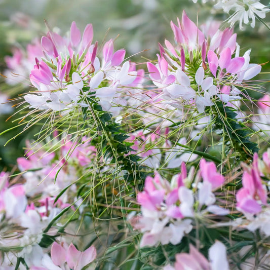 Cleome Seeds - 50 Count - Queen Mix (Pink, Purple, Rose, White) - Cleome hassleriana - Annual Garden Flower Seeds