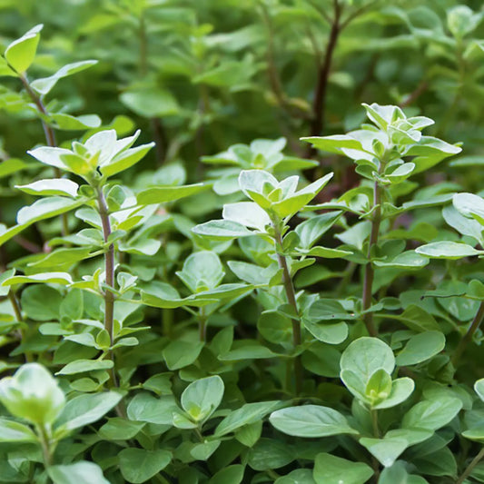 Sweet Oregano Seeds - 1,000 PCS - Origanum Vulgare - Aromatic Herb for Cooking - Italian, Greek, Mexican Cuisine