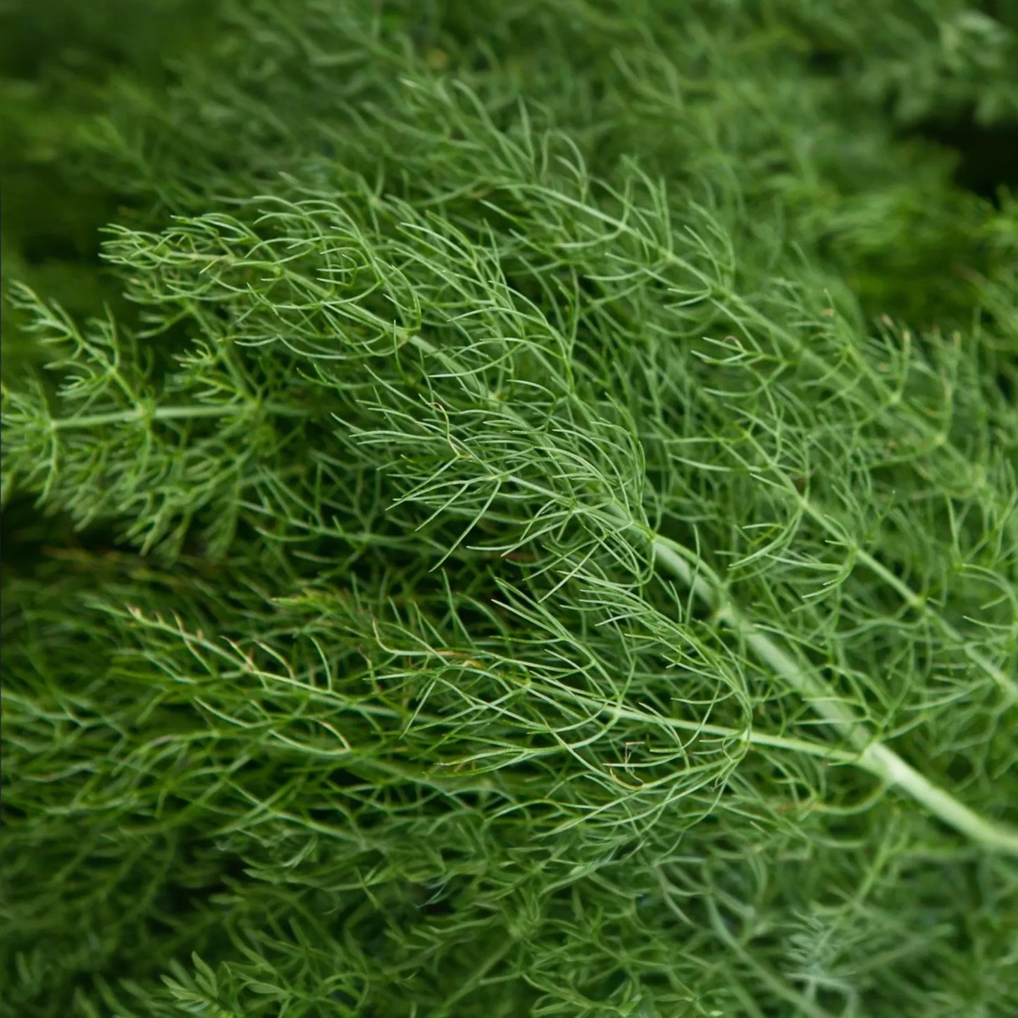 Dill Herb Seeds 500 Seeds G124 Bouquet Easy Grow Microgreen Anethum graveolens