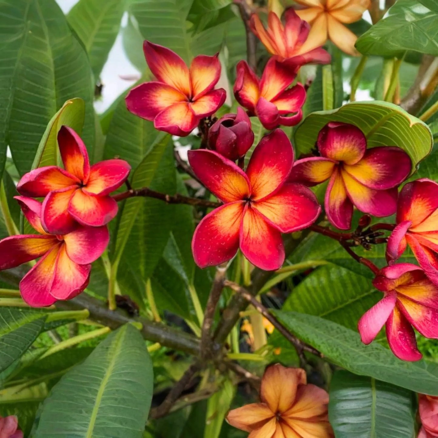 Plumeria Rubra Seeds 25 Count | Frangipani Mixed Set | Tropical Flowering Plants | Germination-Friendly