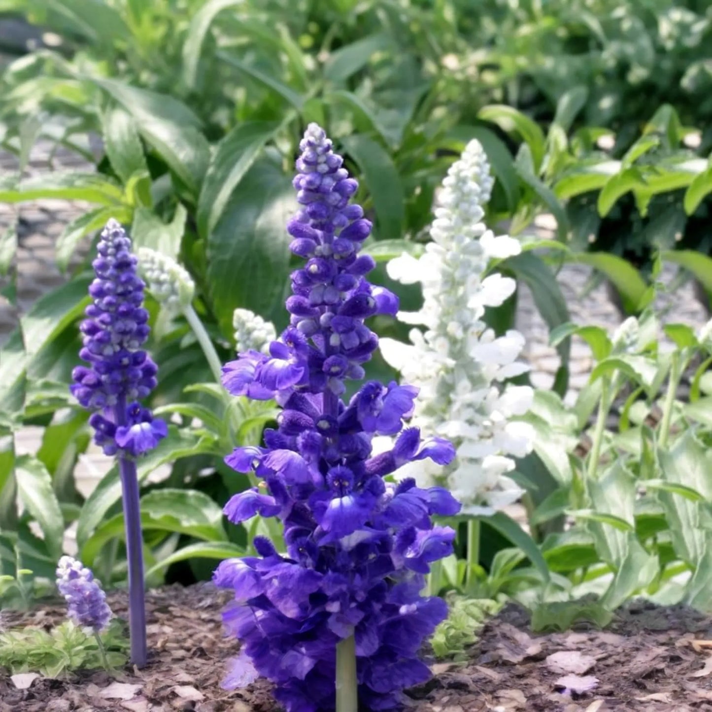 Salvia Seeds - 100 PCS Blue Victory - Salvia farinacea - Butterfly & Hummingbird Attracting, Compact Blooming Plants