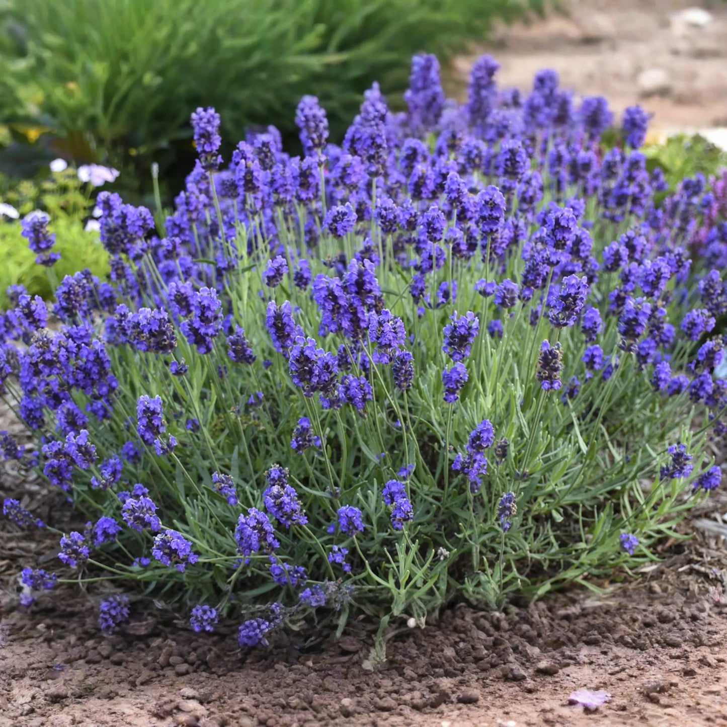 English Lavender Seeds - 50+ Seeds - Lavandula angustifolia - Perennial - Deer Resistant - USA Seller - Gritty Soil Preferred