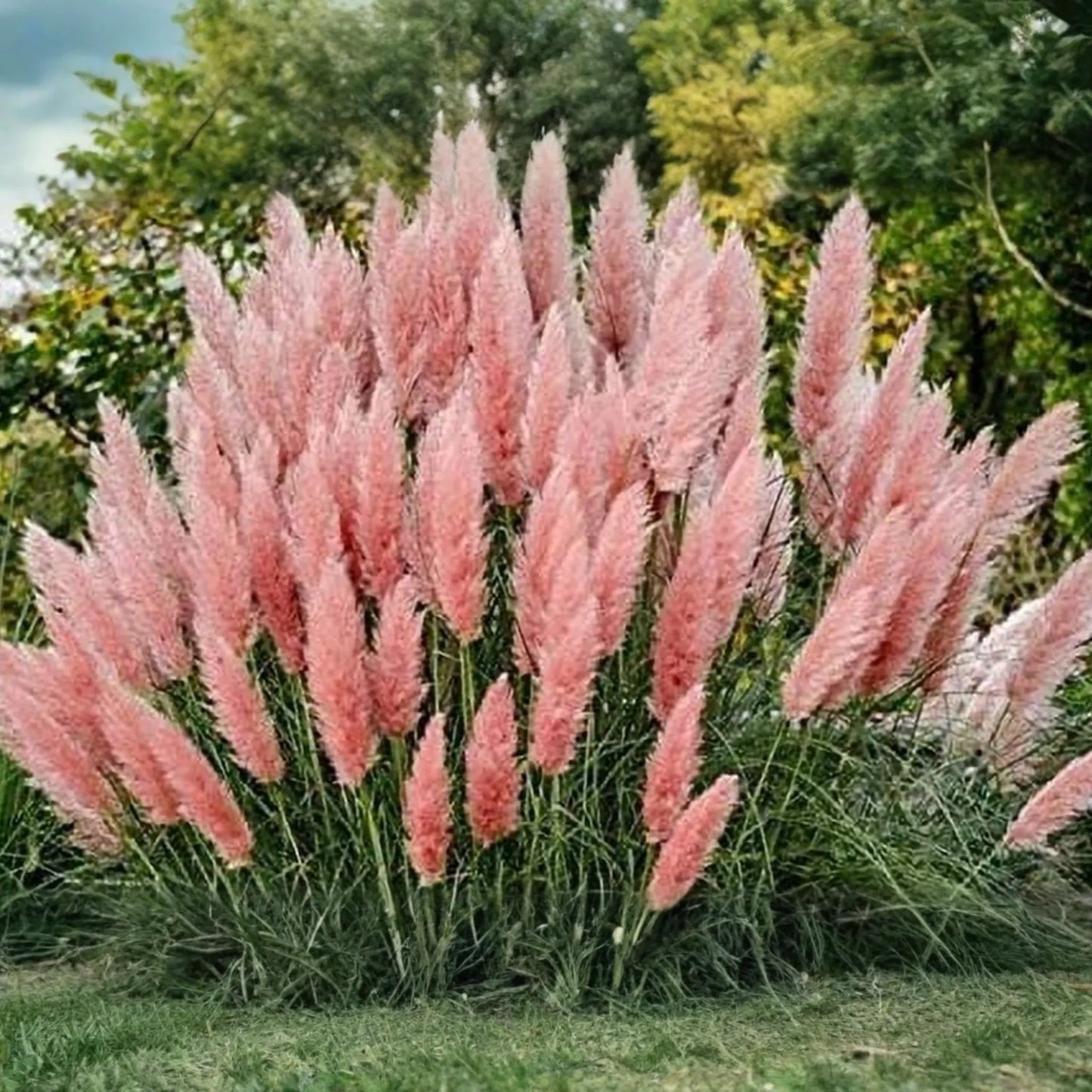 100 PCS Pink Pampas Grass Seeds, Ornamental Cortaderia selloana, DIY Home Gardening, Air Purifying Plant, Perennial Seeds