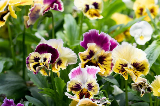 Rococo Mix Pansy Seeds – 200+ Viola Flower Seeds, , Heirloom Variety, Cool Weather Blooms, Garden & Container