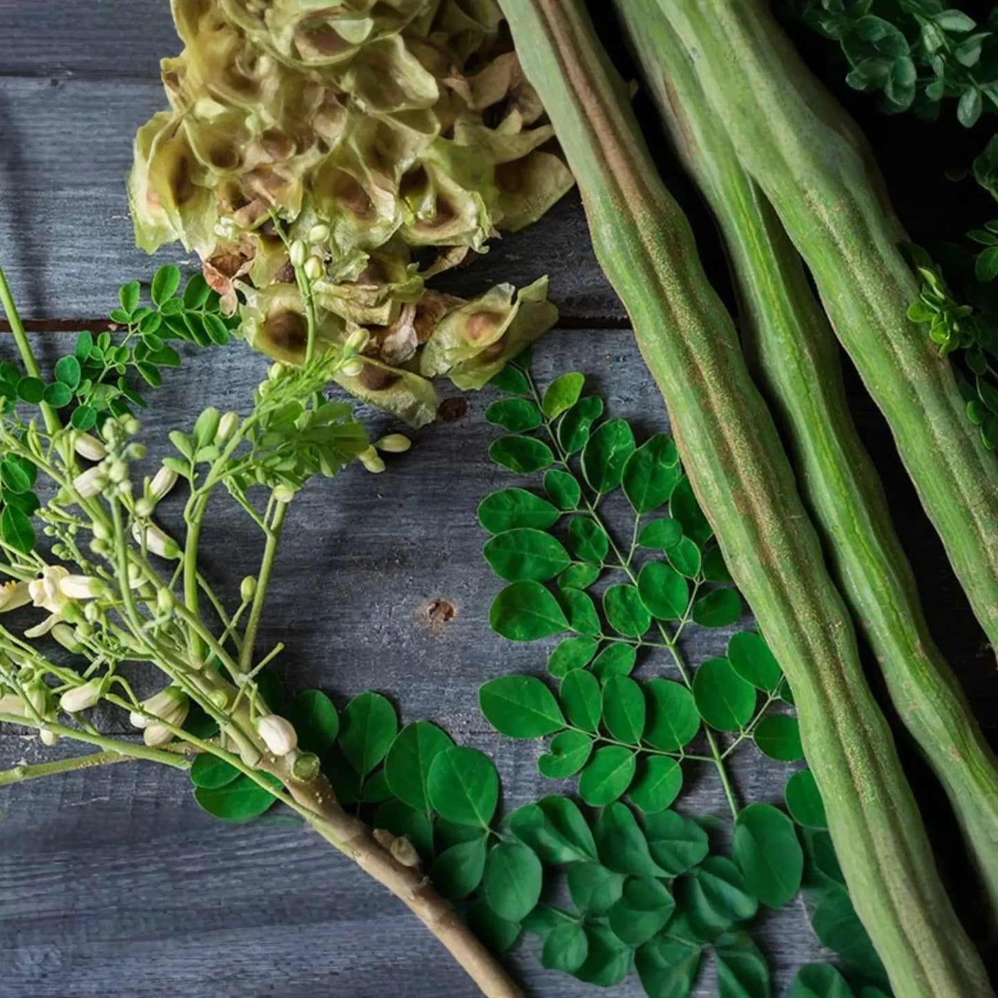 Moringa Tree Seeds - 10 Seeds, Drumstick Tree (Moringa oleifera), Tree of Life, Nutrient-Rich Superfood for Planting