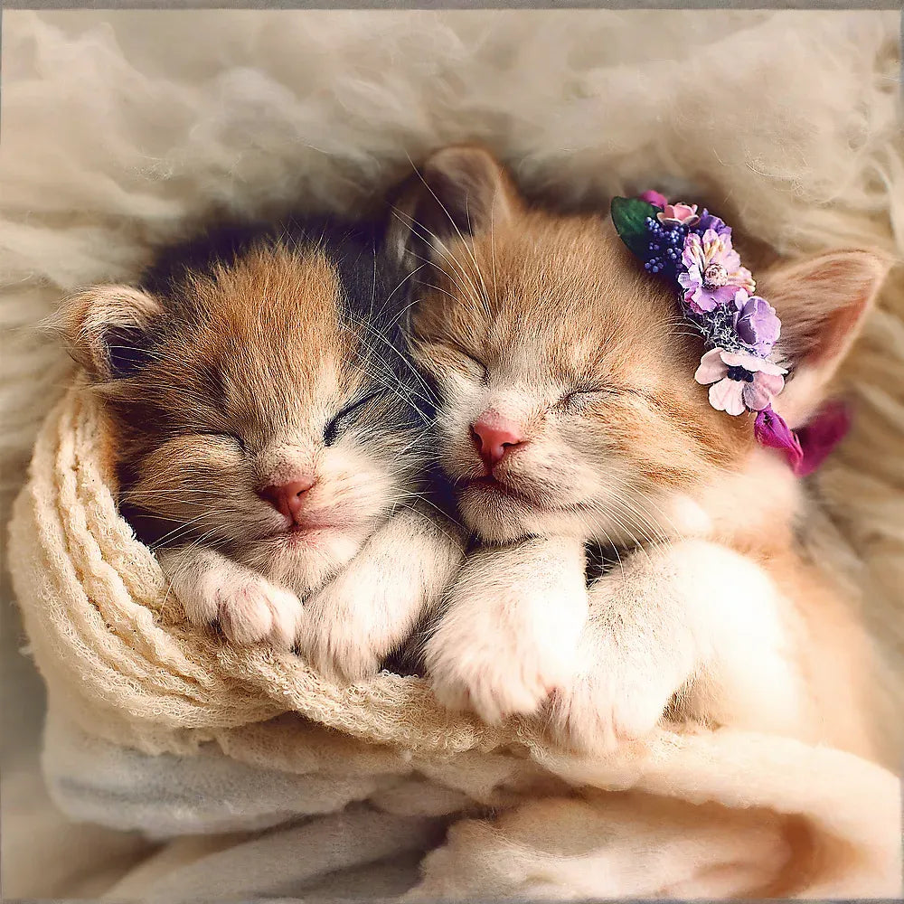 500 Piece Jigsaw Puzzles, Sleeping Kittens, Baby Animals, Pets, Cats, Adult Puzzles, Trefl 37271