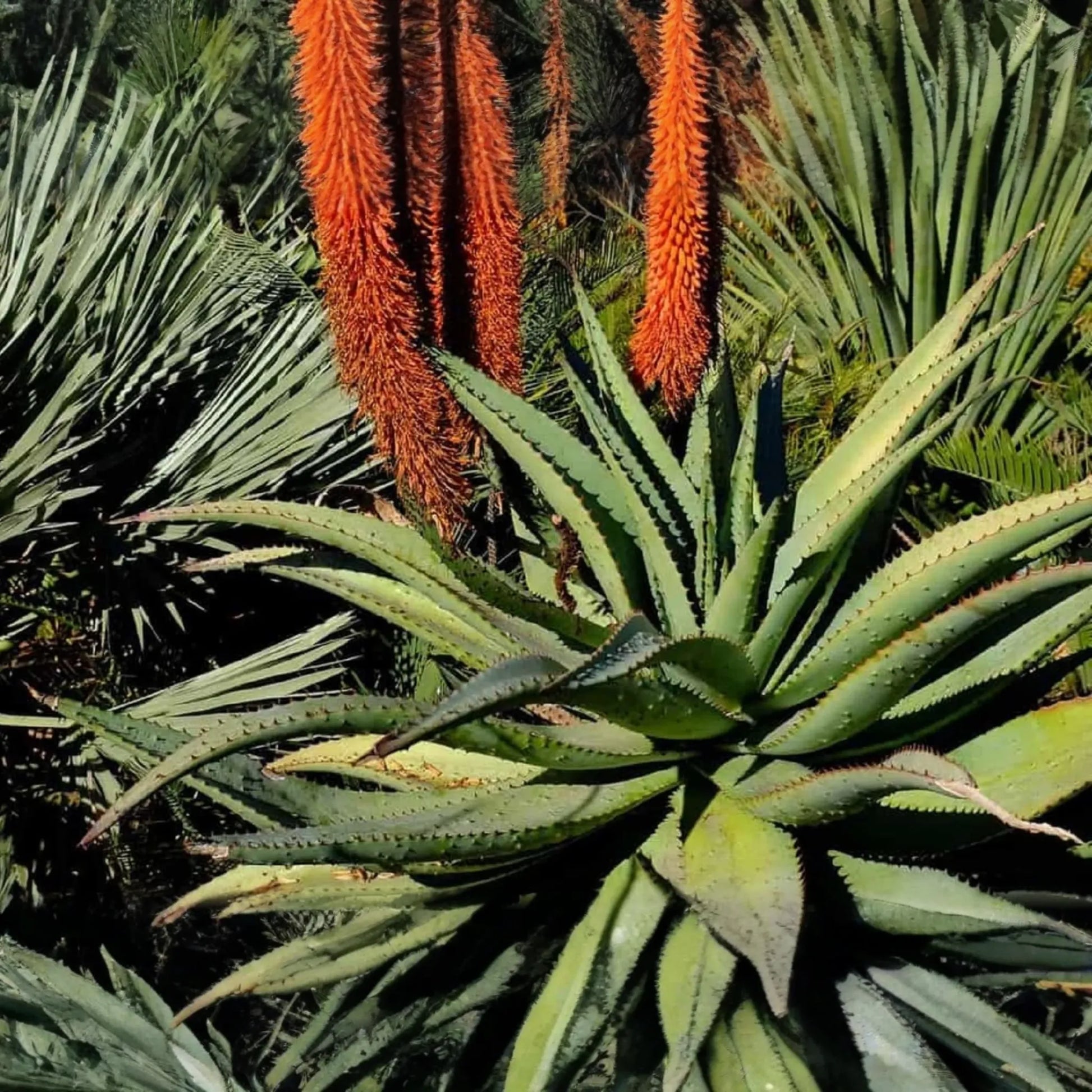 Aloe Speciosa Seeds - 20 PCS - Unique Succulent Seeds for Planting - Fast US Shipping