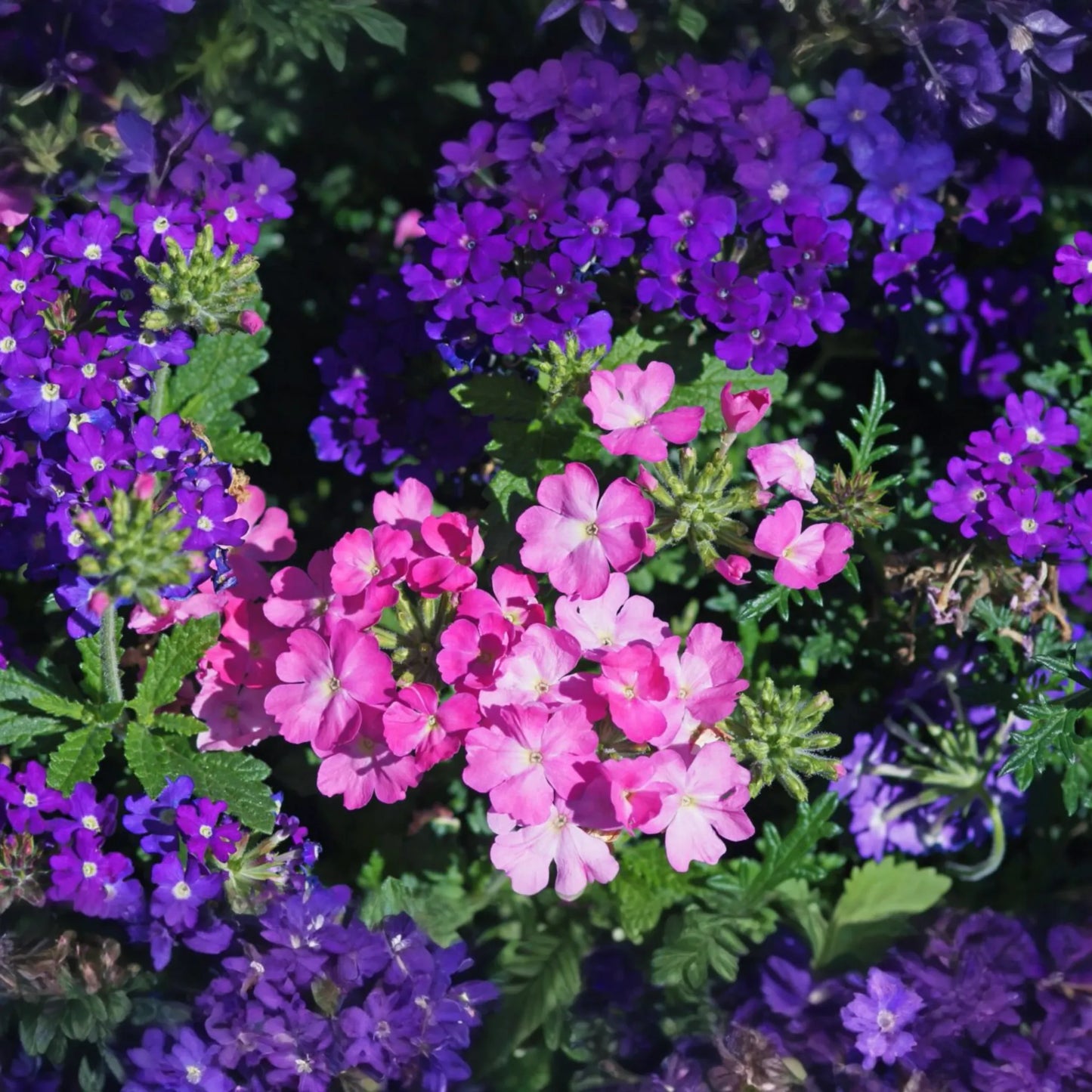 200 Verbena Violet Blue Lagoon Seeds, Perennial Flower, Electric Blue, Verbena bonariensis