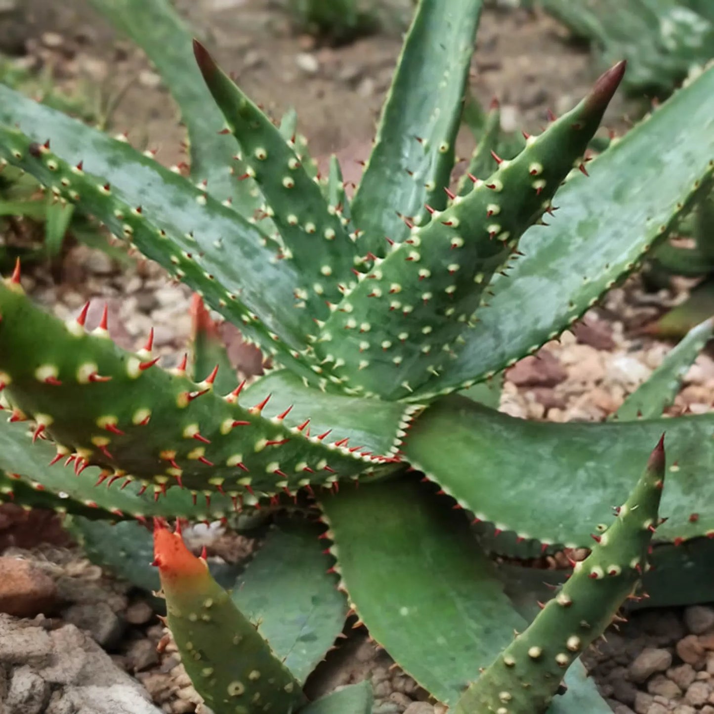 Aloe Aculeata Seeds - 10 PCS - Hardy South African Succulent - Low Water, Heat Tolerant, Yellow & Red Flowers