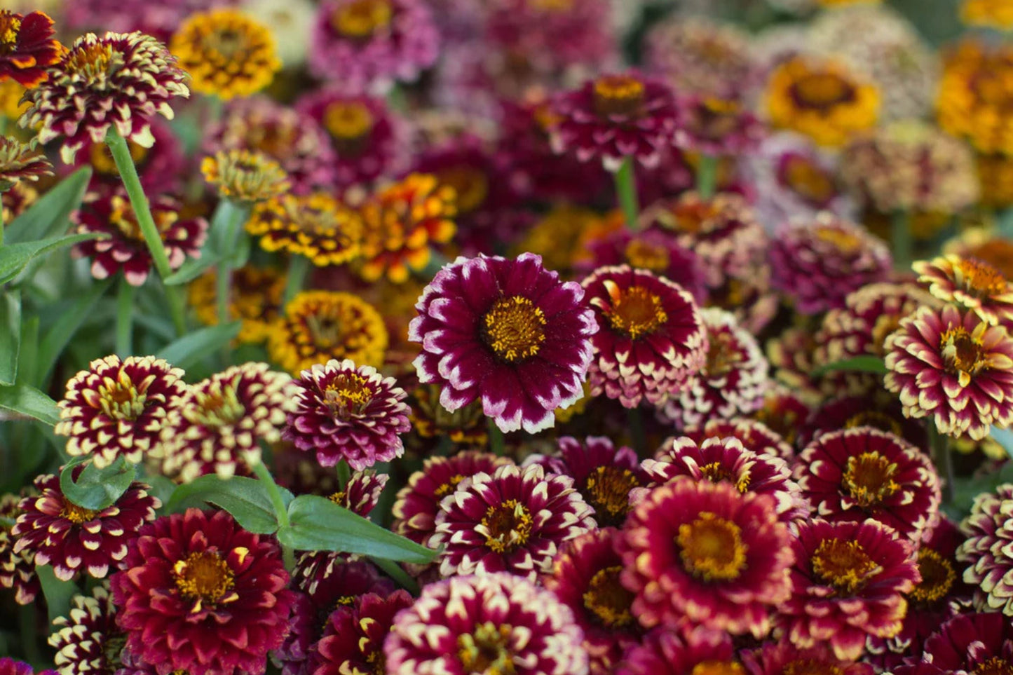 Aztec Sunset Zinnia Seeds - 100+ Heirloom Flower Seeds, USA Grown, , Pollinator Favorite, Cut Flower Garden