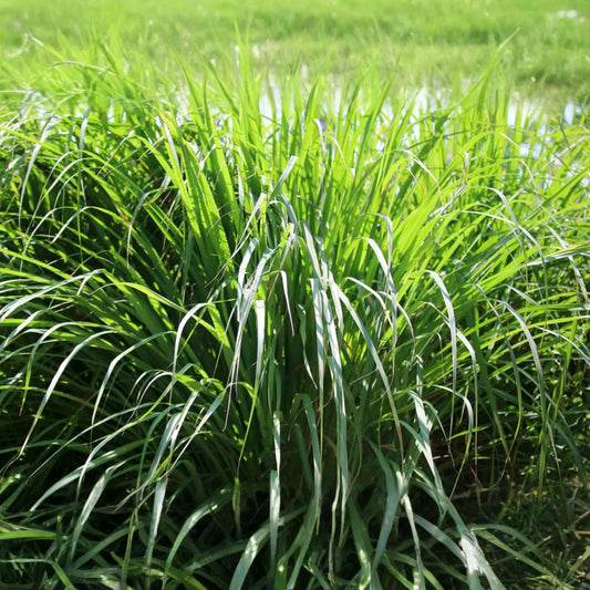 Lemon Grass Seeds 100 Count Cymbopogon flexuosus Aromatic Herb for Cooking & Tea, Home Gardening, Perennial Plant