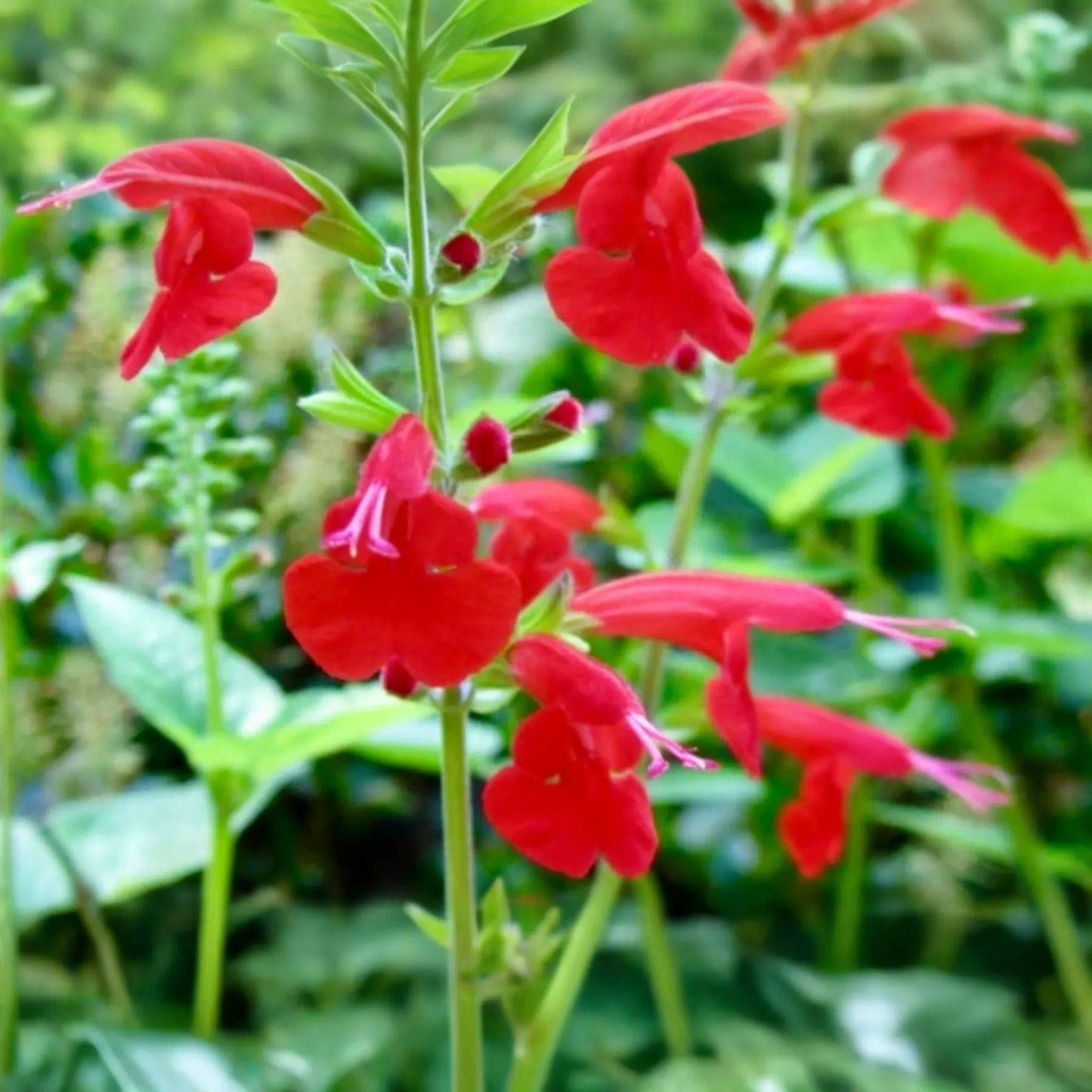 Scarlet Sage Seeds - 400 Count - Bright Red Flowering Plant - Salvia Coccinea - Perennial/Annual for Zones 4-10
