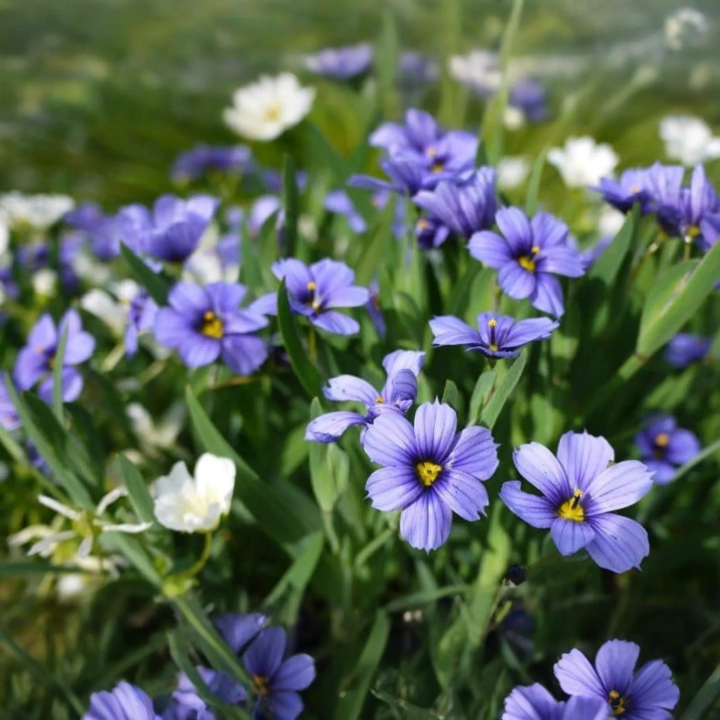 Purple Rain Polemonium Seeds, 40+ PCS, Jacob's Ladder Perennial, Blue Flowering Plant, Shade Tolerant, Polemonium caeruleum
