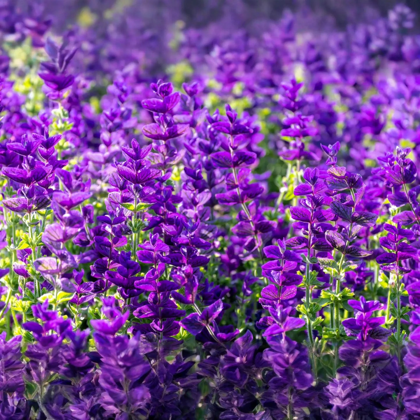 Salvia Seeds - 50 PCS - Blue Monday - Salvia Horminum - Annual Flower - Vivid Purple-Blue Color - Easy to Grow