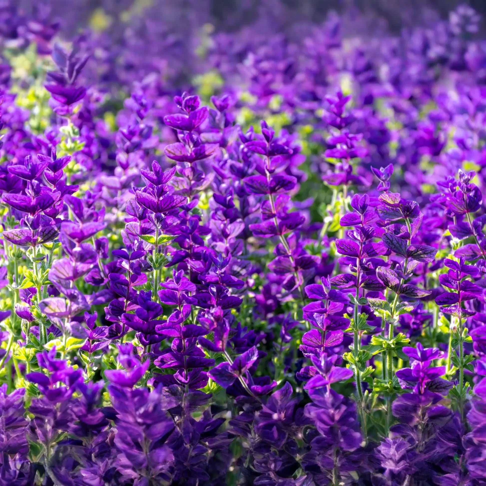 Salvia Seeds - 50 PCS - Blue Monday - Salvia Horminum - Annual Flower - Vivid Purple-Blue Color - Easy to Grow