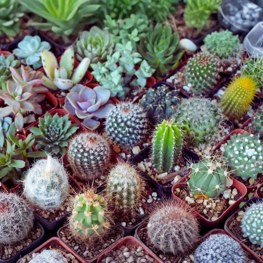 100 PCS Mixed Succulent Seeds for Home Garden - Cactus Varieties - Perennial Aizoaceae - Air-Purifying Plants