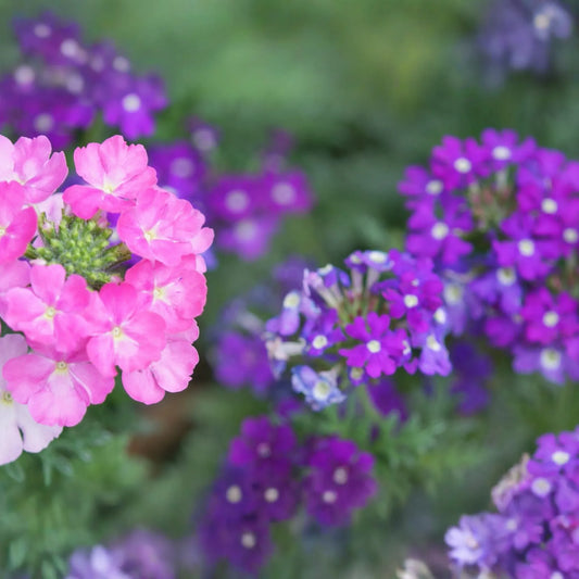 Verbena Seeds 600 Count - Blue Vervain (Verbena hastata) - Perennial Flowering Plant for Home Garden, Full Sun, Deer Resistant
