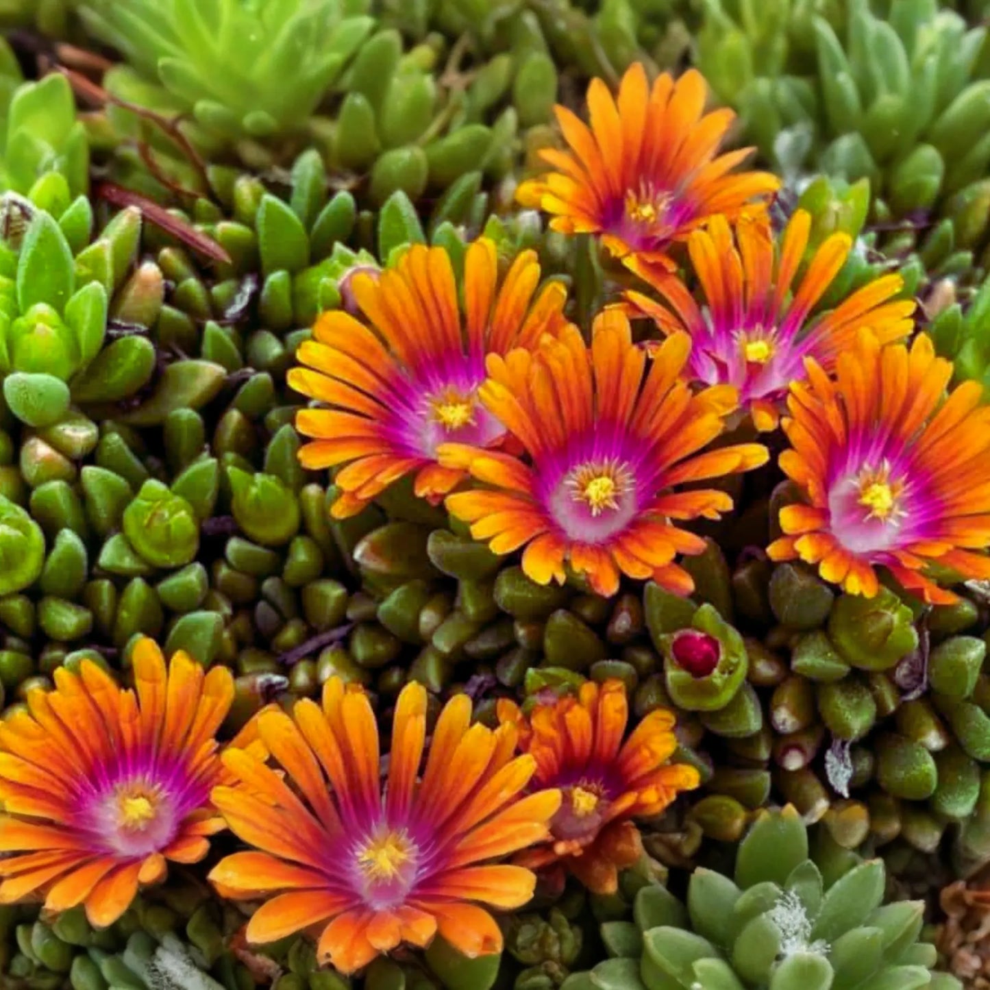 Ice Plant Mix Seeds - 400 Seeds - Ground Cover Xeriscape - Mesembryanthemum - Colorful Daisy-Like Flowers